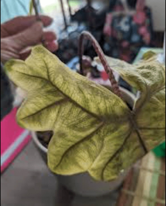 Yellow leaves Alocasia Jacklyn that are also wilting